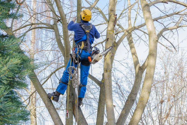 Best Stump Grinding and Removal  in Los Angeles, CA