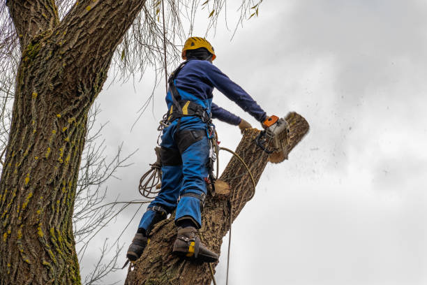 Best Arborist Consultation Services  in Los Angeles, CA